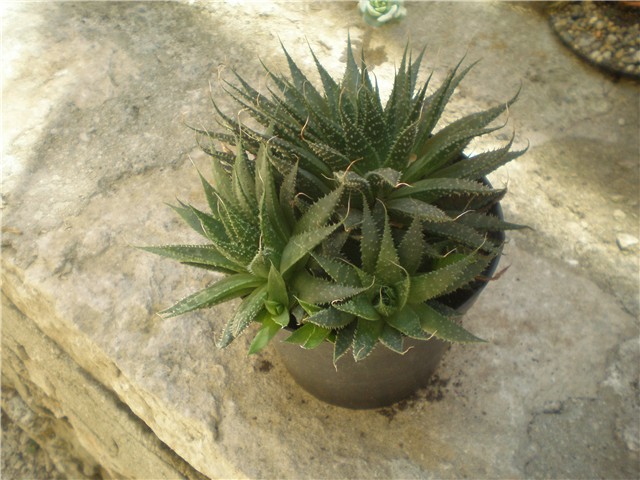 Aloe aristata